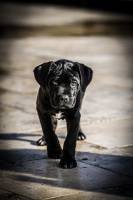 Vincent AIME - AIME VINCENT